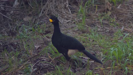 male adult bare-faced curassow calls out, long shot in slow motion