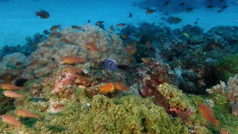 Submerged-footage-from-Mauritius-Island-showcases-the-Emperor-Angelfish,-also-known-as-the-Imperator-Angelfish,-boasting-a-striking-blue-body-adorned-with-vibrant-horizontal-yellow-stripes