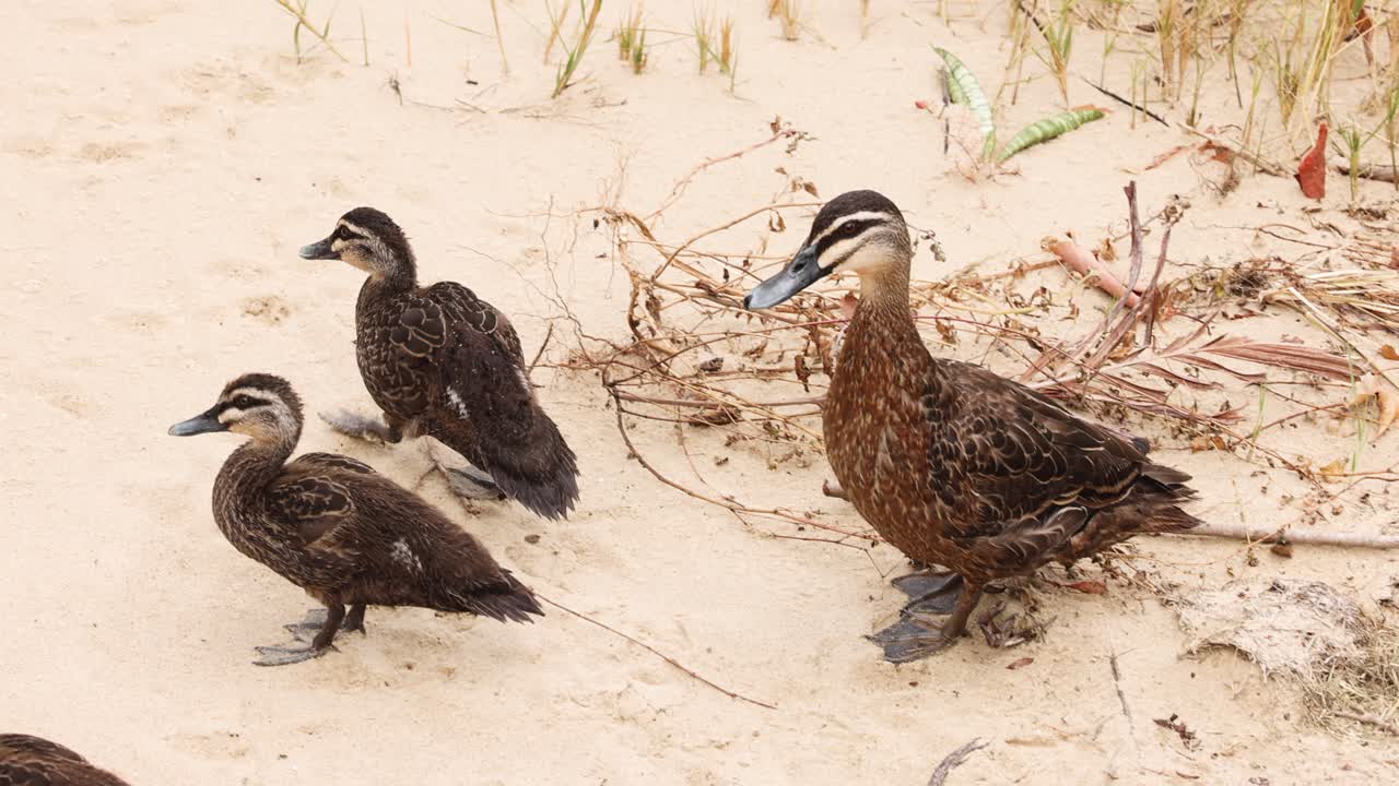 엄마 오리 가 해변 산책 에서 오리 새끼 를 이끌고 있다