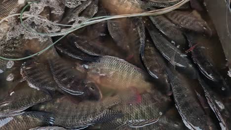 fresh fish on ice at a seafood market