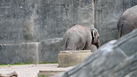 Elefante-Bebé-Siguiendo-A-Su-Madre-Alrededor-Del-Recinto-Del-Zoológico