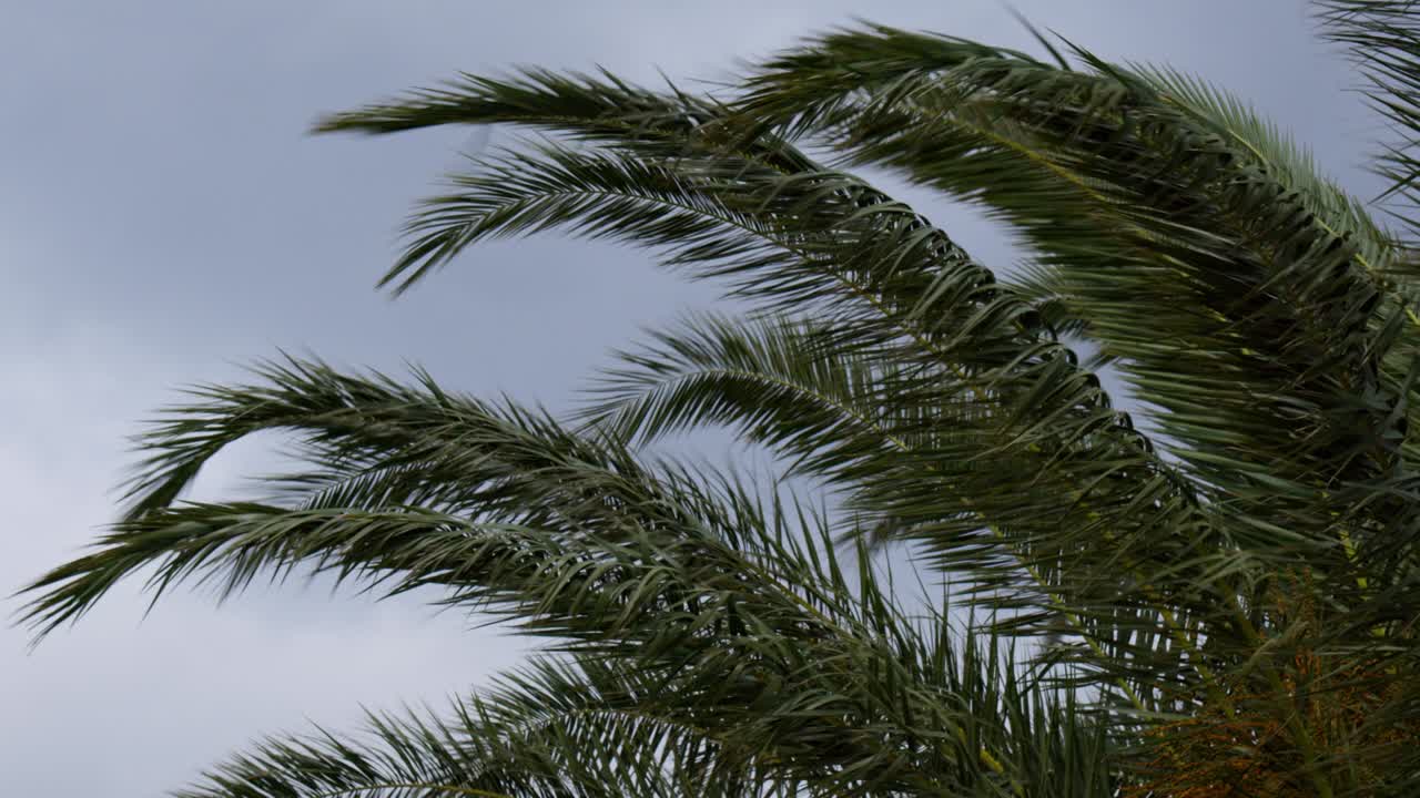 Palm tree on under strong wind