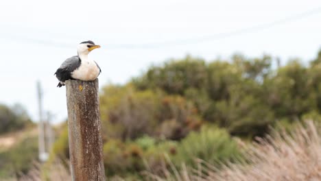 pájaro posado en un poste de madera en un entorno natural