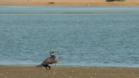 beautiful great cormorant - algarve