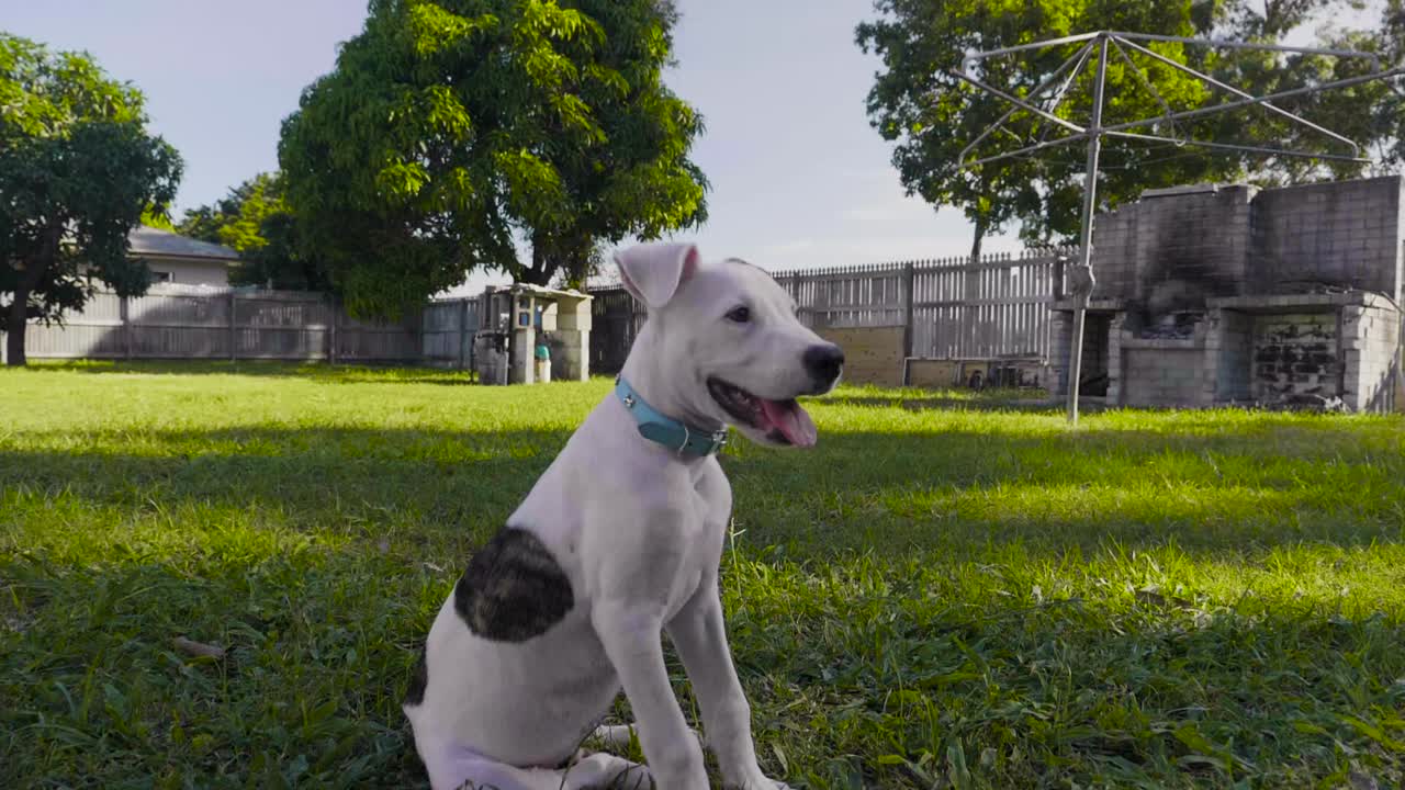 cachorro toro árabe relajante en el patio