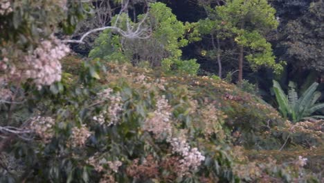 white bird dove fly over tropical rainforest nature tree canopy south america wildlife