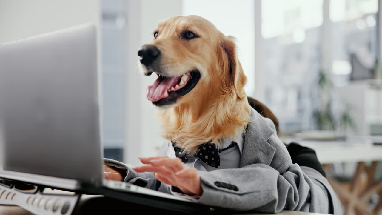 Golden retriever in a suit working on a laptop