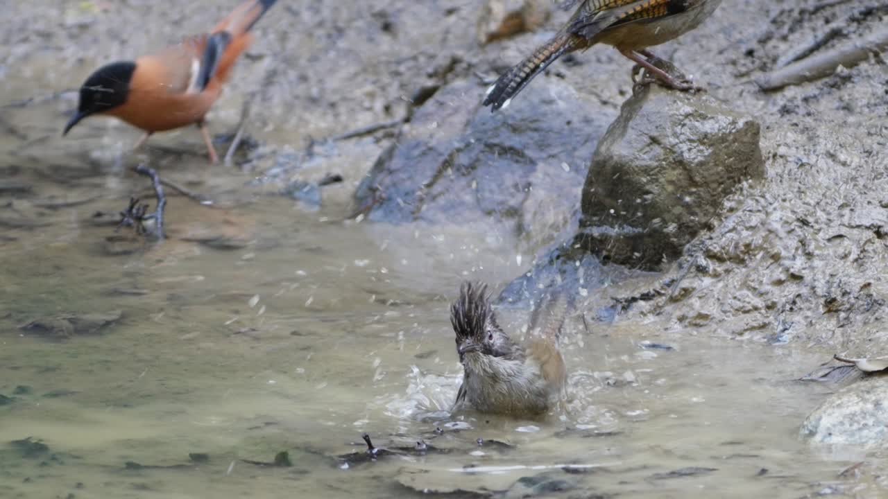 Hoary-throated Barwing and Rufous sibia bird