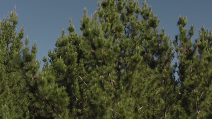 Drone che si alza da una pineta rivelando una fitta foresta sempreverde.