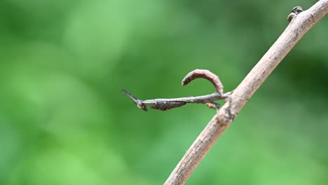 relaxing on a twig then suddenly shakes its forelegs forward and sways to the left and right pretending to be part of the branch, praying mantis, phyllothelys sp