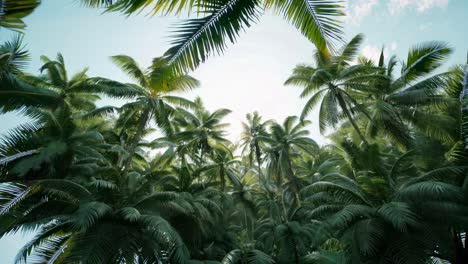 aerial video view of lush palm trees with sunlight filtering through, creating a serene tropical