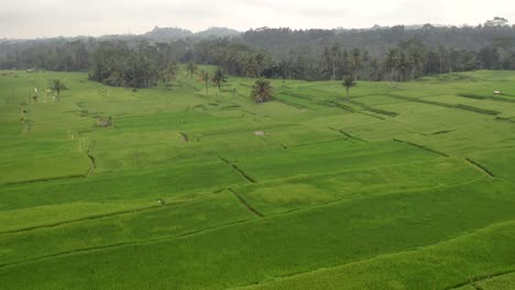 exuberantes arrozales verdes en bali durante la temporada de lluvias antes de la cosecha, indonesia