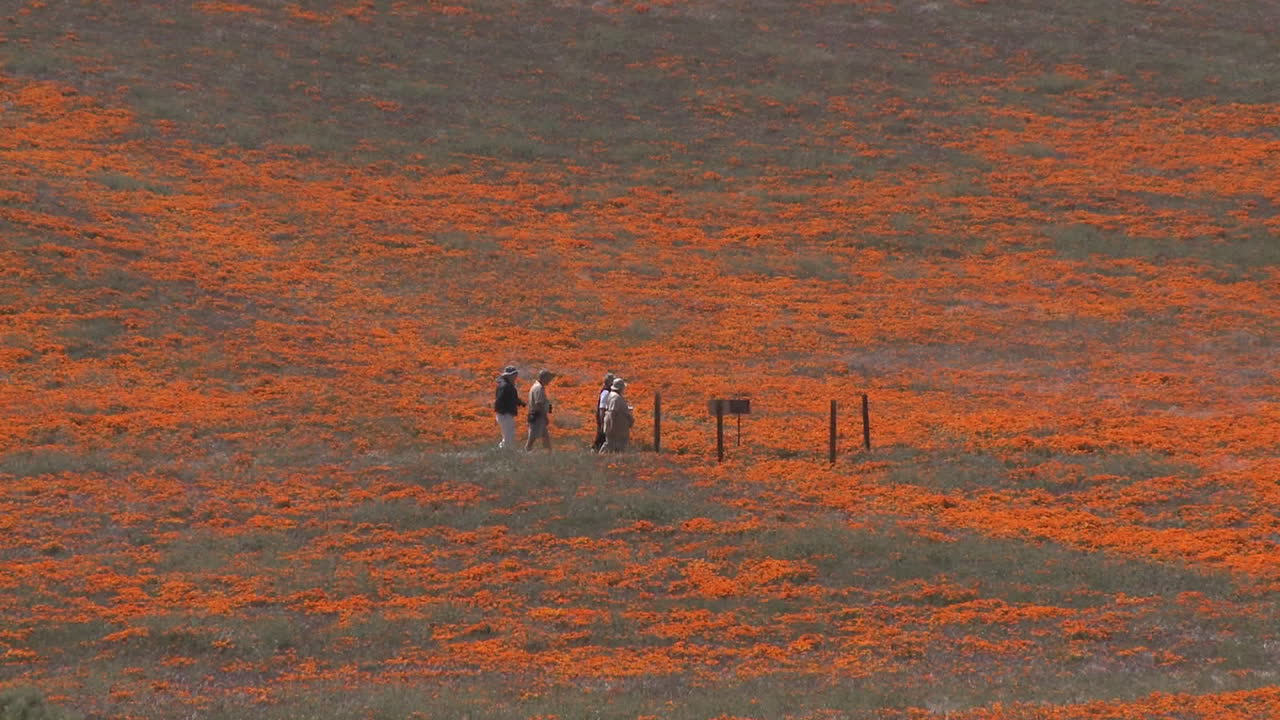 영양 계곡 양귀비 보존 캘리포니아에서 꽃이 만발한 캘리포니아 양귀비를 즐기는 등산객 축소