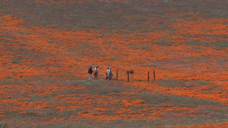 Zoomen-Sie-Aus-Wanderern-Heraus,-Die-Kalifornischen-Mohn-In-Voller-Blüte-Im-Antilopental-Mohnreservat-Kalifornien-Genießen