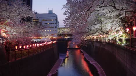 nakameguro canal in spring, early evening during cherry blossom festival