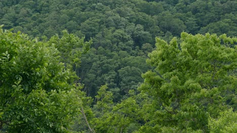 bosque en la montaña