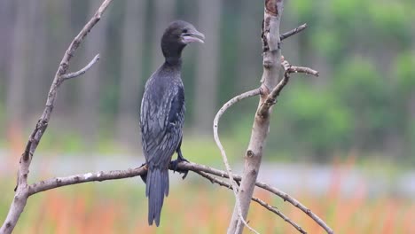 Cormorán-En-Video-De-árbol-4k.