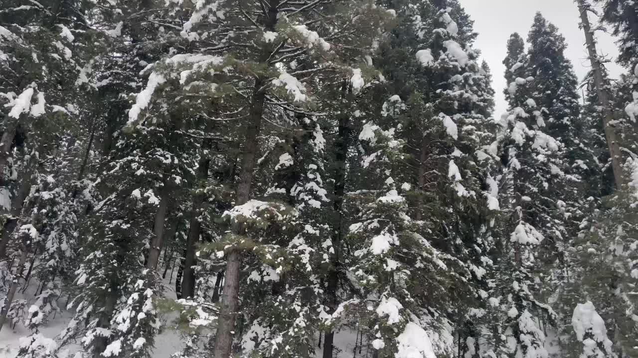 Snow-covered Pine Trees In The Forest During Winter