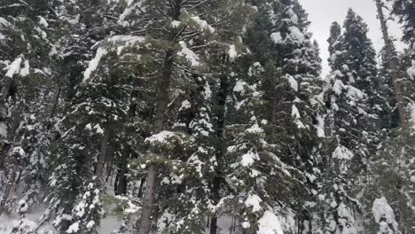 Schneebedeckte-Kiefern-Im-Wald-Im-Winter