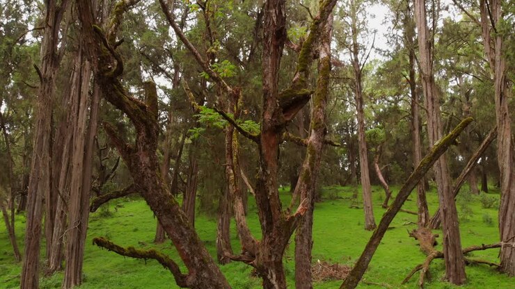 Una foresta verde e lussureggiante sulle pendici del Monte Kenya.