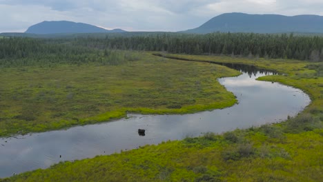 Moose-standing-in-middle-of-meandering-river-winding-through-wilderness