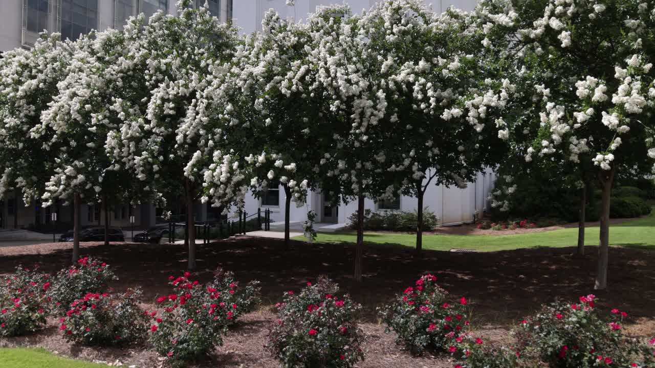 hermosos árboles y flores en primavera ubicados en el centro de montgomery, alabama con video cardán caminando en cámara lenta