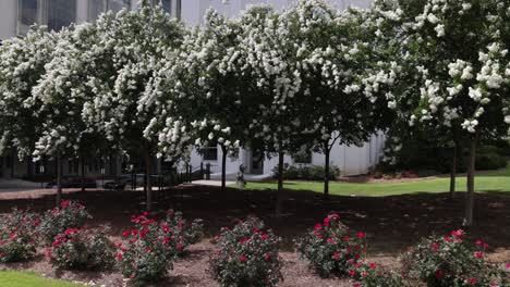 beautiful trees and flowers in springtime located in downtown montgomery, alabama with gimbal video walking in slow motion