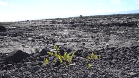 Neues-Leben-Wächst-Aus-Schwarzen,-Gehärteten-Lavaströmen-Im-Hawai&#39;i-Volcanoes-National-Park