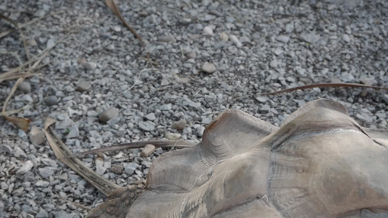 Tortoise shell close-up on gravel ground with dry leaves, calm natural wildlife scene