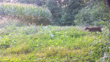 Whitetail-doe-energetically-runs-and-leaps-along-a-path-between-a-corn-field-and-woods