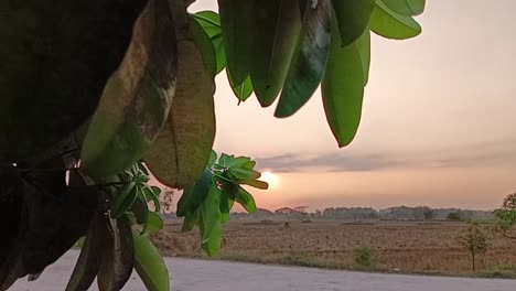 un hermoso follaje con una ligera brisa al atardecer