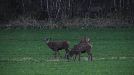 Deers-Feed-On-Grassy-Landscape-Near-Forest-Land