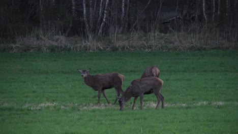 deers feed on grassy landscape near forest land