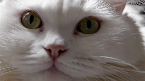 closeup of a white cat