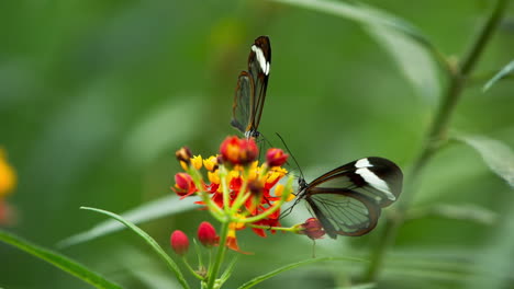 Mariposa-Glasswing-En-El-Santuario-De-La-Naturaleza