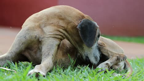 old dog smelling sniffing himself in 4k resolution