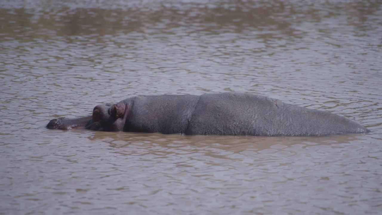 Grande ippopotamo sulla superficie di un lago