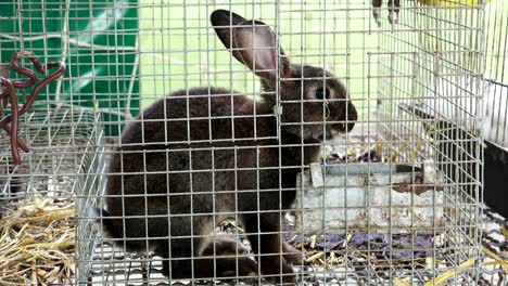 un conejo marrón lindo se alimenta en una jaula.
