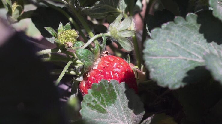 A Hand Picking Fresh Red Strawberry In The Farm - close up