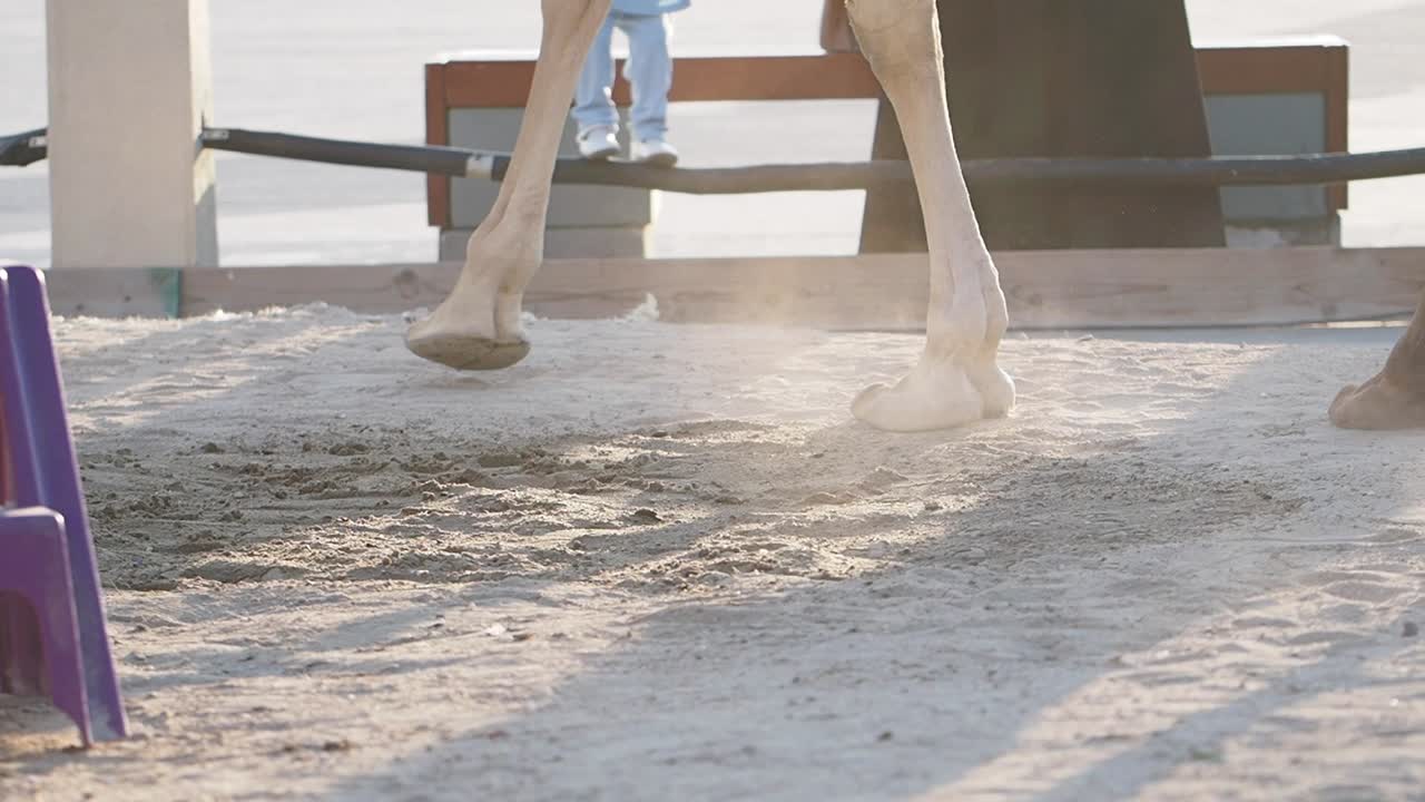 People and camel legs on dusty sandy ground