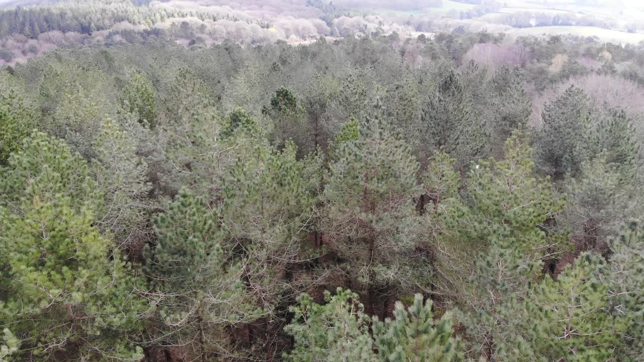 Flying Over Woodbury Forest Treetops