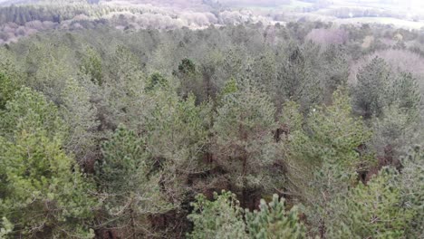 Volando-Sobre-Las-Copas-De-Los-árboles-Del-Bosque-De-Woodbury