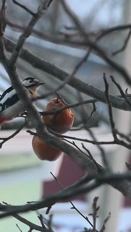 fine woodpecker ate his breakfast