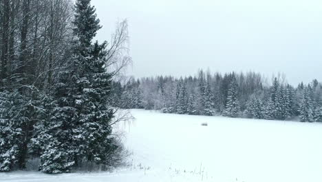 very snowy landscape drone video, snowing over forest and pine trees