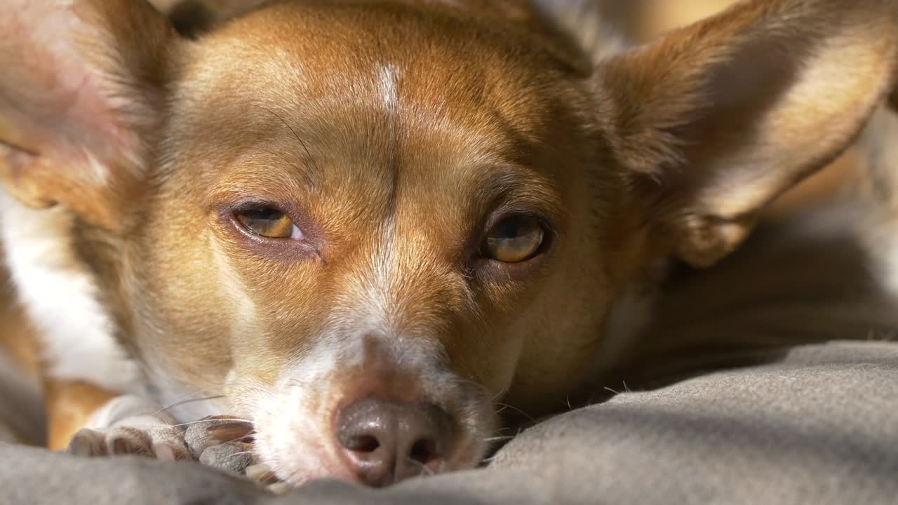 Cachorro dormindo à luz do sol