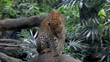 leopard grooming itself on a rock