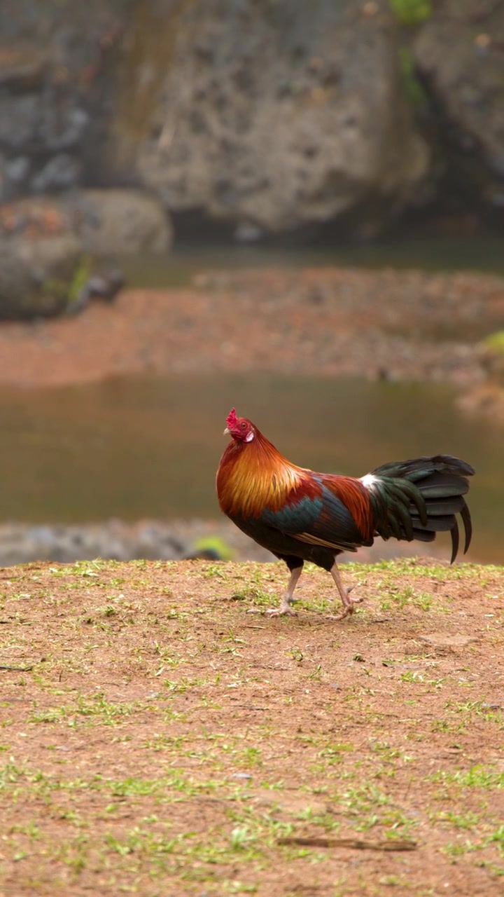 Ayam Jago Berwarna-warni Berjalan dan Mencari Makan di Tepi Sungai