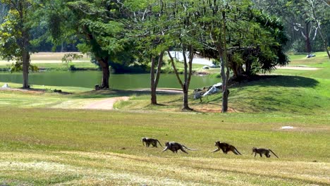 monkeys walking across a grassy field