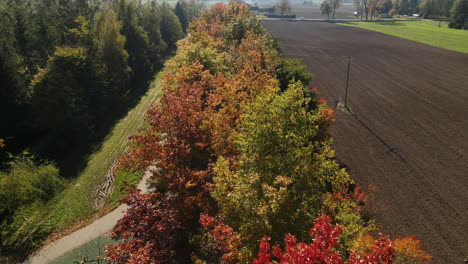 The-autumn-colors-in-the-forest