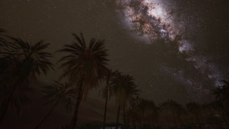 the milky way rises over plam trees